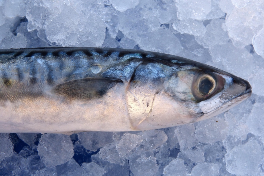 Receta de Xarda o Caballa en escabeche