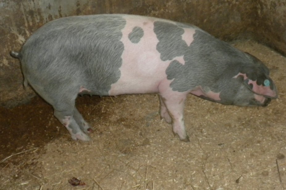 Jornadas del Gochu Asturcelta en Ponga